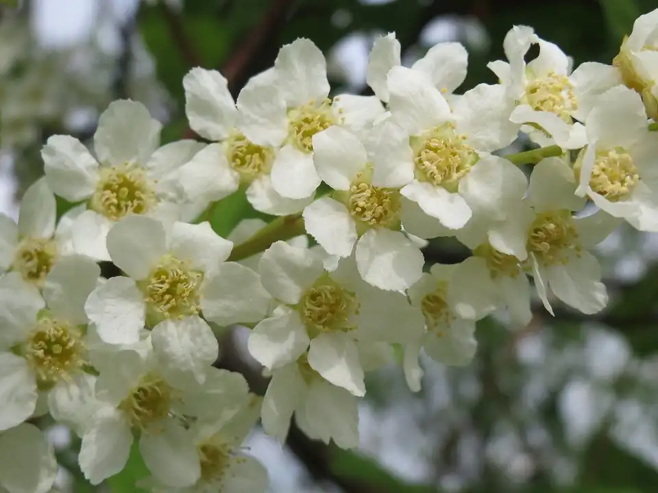拝殿右のウワミズザクラの花（イメージ写真）