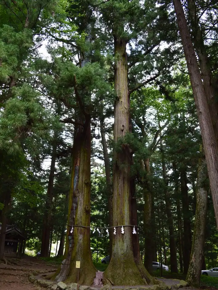 本殿裏山の檜林（イメージ写真）
