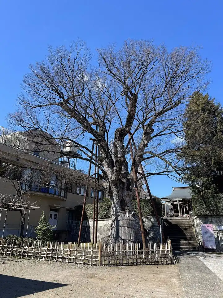 鳥居前の枯れた大けや木（イメージ写真）